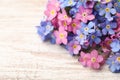 Beautiful blue and pink Forget-me-not flowers on white wooden table, closeup. Space for text Royalty Free Stock Photo