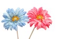 Beautiful blue and pink gerbera daisy isolated on white Royalty Free Stock Photo