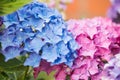 Blue and pink hydrangea flower Royalty Free Stock Photo