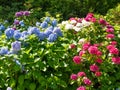 Beautiful blue and pink Hydrangea macrophylla flower in evening sunlight Royalty Free Stock Photo