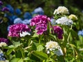 Beautiful blue and pink Hydrangea macrophylla flower in evening sunlight Royalty Free Stock Photo