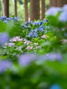 Pink and blue Hortensia s in a garden. Royalty Free Stock Photo