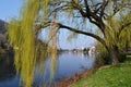 Spring landscape in Lecco with big willow tree green branches at Lecco. Royalty Free Stock Photo