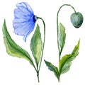 Beautiful blue poppy flower. Set - large meconopsis flower and stem with a bud isolated on white background.