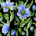 Beautiful blue poppy flowers with green leaves on black background. Seamless floral pattern. Watercolor painting.