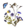 Beautiful blue pressed and dried flowers and butterfly. Royalty Free Stock Photo