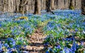 Beautiful blue primroses and snowdrops in the spring forest