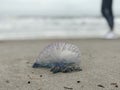 A beautiful blue and purple Atlantic Portuguese man o` war stands in front of a girl on the beaches of Florida Royalty Free Stock Photo