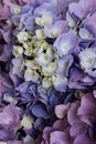 Beautiful blue and purple blooming hydrangea flowers, close up. Floral texture for background Royalty Free Stock Photo