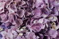 Beautiful blue and purple blooming hydrangea flowers, close up. Floral texture for background Royalty Free Stock Photo