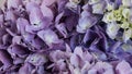 Beautiful blue and purple blooming hydrangea flowers, close up. Floral texture for background. Royalty Free Stock Photo