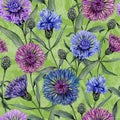 Beautiful blue and purple Centaurea flowers with leaves on green background. Seamless floral pattern. Watercolor painting.