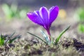 A beautiful blue-purple crocus flower blooms in spring Royalty Free Stock Photo