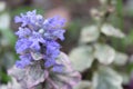 Beautiful blue flower with green leafs in the background. Royalty Free Stock Photo