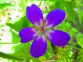 A beautiful blue-purple flower who look like a beauty star