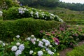 Beautiful Flowers Hydrangea macrophylla or Hortensia flower is blooming Royalty Free Stock Photo