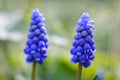 Beautiful blue purple Grape Hyacinth blooming