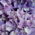 Beautiful blue and purple hydrangea flowers in bloom. Floral texture for background Royalty Free Stock Photo