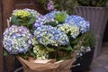 Beautiful blue and purple hydrangea or hortensia flower close up, flowers in big bouquet. Blooming Hydrangea macrophylla Royalty Free Stock Photo