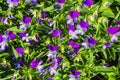 Beautiful of blue and purple violet wildflowers with water drops and green leaves on a flower bed after rain in summer garden Royalty Free Stock Photo