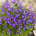 Beautiful blue and purple violets pansies in the garden