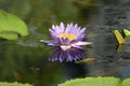 Beautiful blue purple water lily lotus flower blooming on water surface. Reflection of lotus flower on water pond