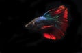 Beautiful Blue and Red Beta fish, at Black background