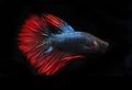 Beautiful Blue and Red Beta fish, at Black background Royalty Free Stock Photo