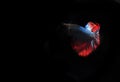 Beautiful Blue and Red Beta fish, at Black background Royalty Free Stock Photo