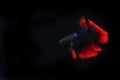 Beautiful Blue and Red Beta fish, at Black background Royalty Free Stock Photo