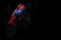 Beautiful Blue and Red Beta fish, at Black background Royalty Free Stock Photo