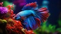 A beautiful blue and red fish swimming in a tank Royalty Free Stock Photo