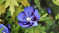 Beautiful blue and red petals of Hibiscus syriacus flower. Syrian hibiscus blooming Royalty Free Stock Photo