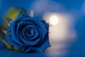 Big, blue rose blossom gift picture.