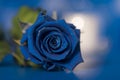 Beautiful, blue, rose blossom. Love sign.