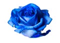 Beautiful blue rose bud isolated on white background Royalty Free Stock Photo