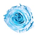 Beautiful blue rose bud isolated on white background Royalty Free Stock Photo