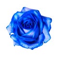 Beautiful blue rose bud isolated on white background Royalty Free Stock Photo