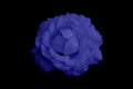 Beautiful blue rose in full bloom with black background. Close up. Phantom blue toning. Royalty Free Stock Photo