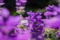 Beautiful blue salvia viridis flowers with  leaves in a garden Royalty Free Stock Photo