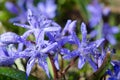 Beautiful blue Scilla Siberica. First spring flowers in the garden