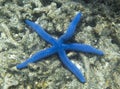 Beautiful blue sea star in Togian islands Royalty Free Stock Photo
