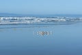 Beautiful blue seascape, and flock of small sandpiper birds on the beach, clear blue sky background