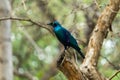 Blue shimmering bird with yellow eyes sitting on a branch in Kruger National Park South Africa