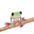Beautiful blue-sided tree frog on white background Royalty Free Stock Photo