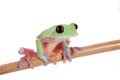 Beautiful blue-sided tree frog on white background Royalty Free Stock Photo
