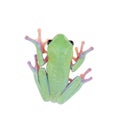 Beautiful blue-sided tree frog on white background Royalty Free Stock Photo