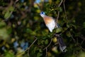 A beautiful blue silk cuckoo sits on a branch Royalty Free Stock Photo