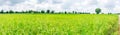 Panorama, natural weather, beautiful clouds above the rice fields