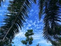 Beautiful blue sky amazing clouds under the palm oil trees as background